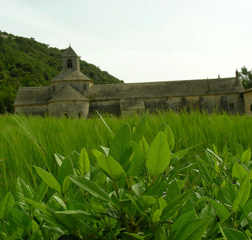 Abbaye de Sénanque  by megaroscio