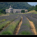 Abbaye de Sénanque by Alain Cachat - Gordes 84220 Vaucluse Provence France