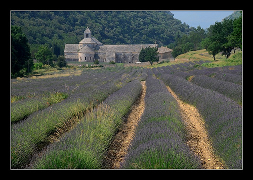 Abbaye de Sénanque by Alain Cachat