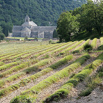 Abbaye de Sénanque par mistinguette18 - Gordes 84220 Vaucluse Provence France