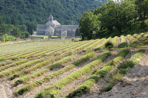 Abbaye de Sénanque by mistinguette18