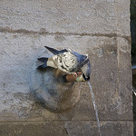 Pigeon assoiffé à la fontaine by MaJuCoMi - Gordes 84220 Vaucluse Provence France