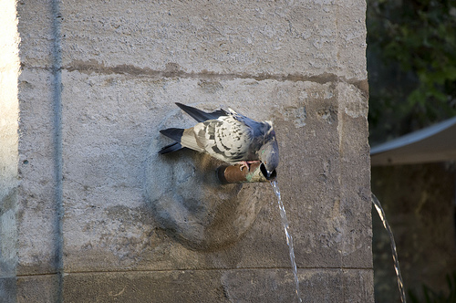 Pigeon assoiffé à la fontaine by MaJuCoMi