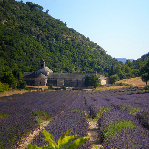 L'Abbaye de Sénanque et ses champs de lavande par CouleurLavande.com