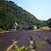 L'Abbaye de Sénanque et ses champs de lavande par CouleurLavande.com - Gordes 84220 Vaucluse Provence France
