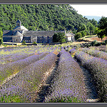 The monks who live at Sénanque grow lavender by myvalleylil1 - Gordes 84220 Vaucluse Provence France