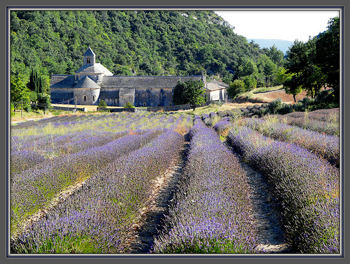 The monks who live at Sénanque grow lavender par myvalleylil1