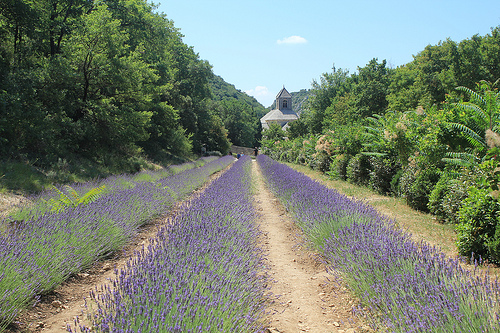 Abbaye de Sénanque et sa lavande par Jen.Cz