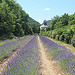 Abbaye de Sénanque et sa lavande par Jen.Cz - Gordes 84220 Vaucluse Provence France