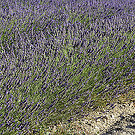 Provence - Lavande à l'Abbaye de Sénanque by Massimo Battesini - Gordes 84220 Vaucluse Provence France