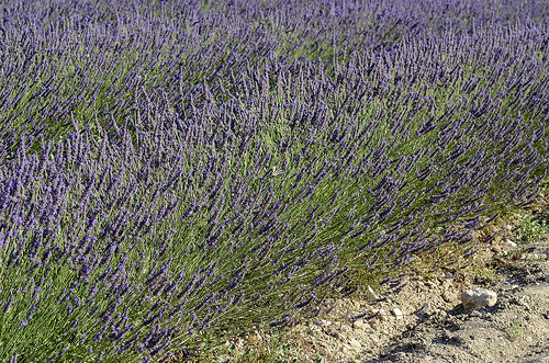 Provence - Lavande à l'Abbaye de Sénanque by Massimo Battesini