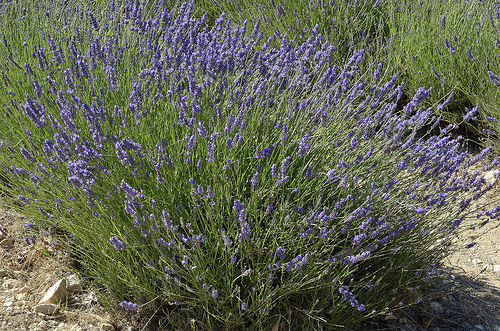 Provence - Lavande de l'Abbaye de Sénanque par Massimo Battesini