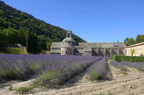 Pureté des couleurs - Lavande à l'Abbaye de Sénanque - Explore par Massimo Battesini