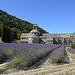 Pureté des couleurs - Lavande à l'Abbaye de Sénanque - Explore by Massimo Battesini - Gordes 84220 Vaucluse Provence France