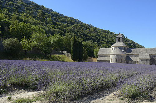 Provence - Champs de lavande à l'Abbaye de Sénanque par Massimo Battesini