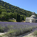 Provence - Champs de lavande à l'Abbaye de Sénanque par Massimo Battesini - Gordes 84220 Vaucluse Provence France