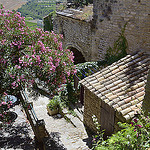 Laurier rose à Gordes par Massimo Battesini - Gordes 84220 Vaucluse Provence France