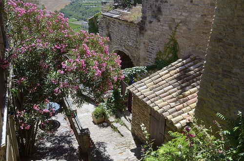 Laurier rose à Gordes by Massimo Battesini