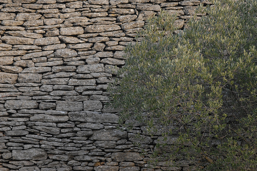 Motifs de provence - L'olivier contre le mur by Michel Seguret