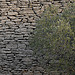 Motifs de provence - L'olivier contre le mur par Michel Seguret - Gordes 84220 Vaucluse Provence France