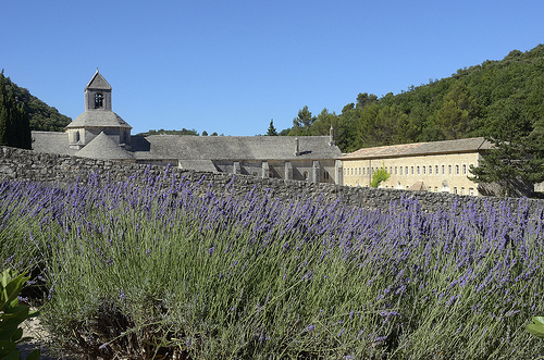 Diagonale de Lavande à l'Abbaye de Sénanque par Massimo Battesini