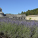 Diagonale de Lavande à l'Abbaye de Sénanque par Massimo Battesini - Gordes 84220 Vaucluse Provence France