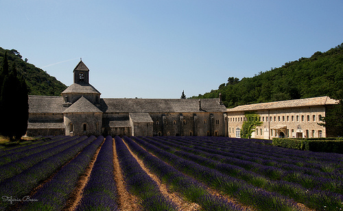 Abbaye Notre-Dame de Sénanque et sa lavande bien ordonnée by Guarda Nuvole