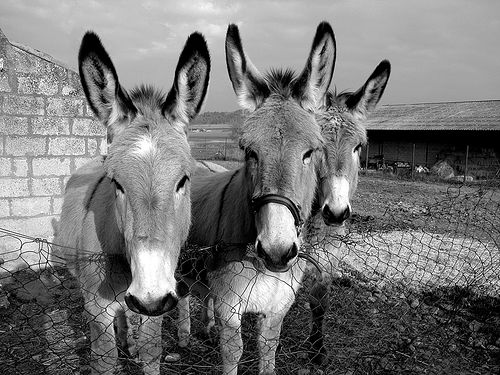 Mules in Goult, France by [ SUD ] Bertil Hansson