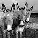 Mules in Goult, France by [ SUD ] Bertil Hansson - Goult 84220 Vaucluse Provence France