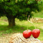 Cerises par megaroscio - L'Isle sur la Sorgue 84800 Vaucluse Provence France