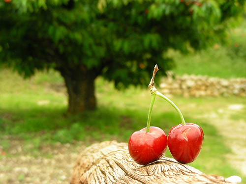 Cerises by megaroscio