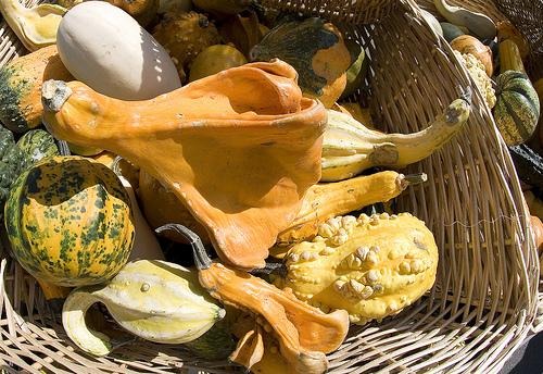 Courge market by Massimo Battesini