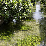 La sorgue verte by Jean NICOLET - L'Isle sur la Sorgue 84800 Vaucluse Provence France