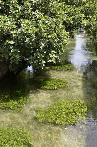 La sorgue verte by Jean NICOLET