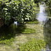 La sorgue verte par Jean NICOLET - L'Isle sur la Sorgue 84800 Vaucluse Provence France