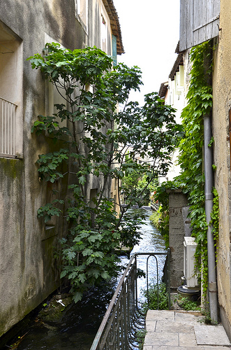 Canal de  l'isle sur la sorgue par Jean NICOLET