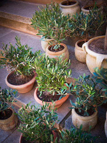 Mini Olive trees, Souvenir from Provence par Ann McLeod Images