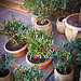 Mini Olive trees, Souvenir from Provence by Ann McLeod Images - L'Isle sur la Sorgue 84800 Vaucluse Provence France