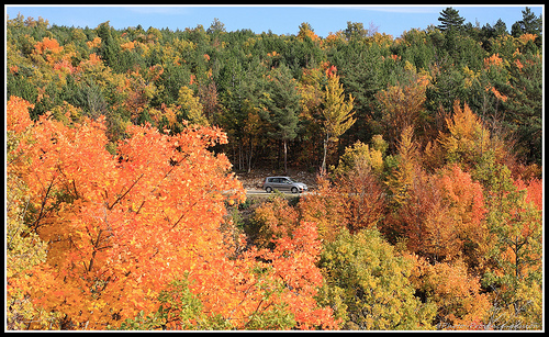 Forêt d'automne en Provence by Photo-Provence-Passion