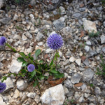 Chardon violet by gab113 -   Vaucluse Provence France