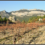 Vignoble sur les Dentelles de Montmirail by Photo-Provence-Passion - La Roque Alric 84190 Vaucluse Provence France