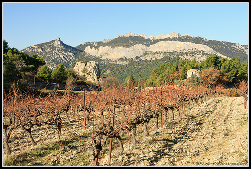 Vignoble sur les Dentelles de Montmirail by Photo-Provence-Passion