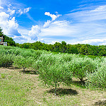 Champ d'oliviers tout vert par ebtokyo - La Tour d'Aigues 84240 Vaucluse Provence France