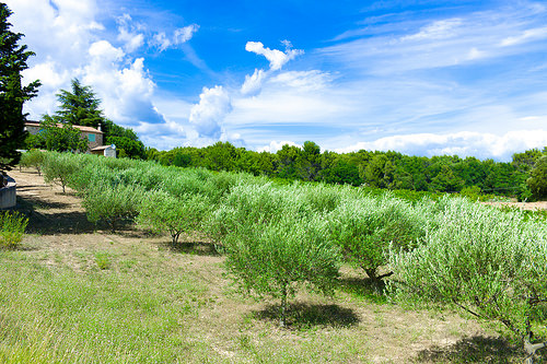 Champ d'oliviers tout vert by ebtokyo