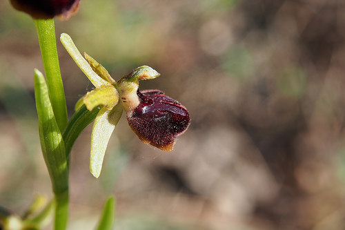 Orchidée Ophrys par gilbertlieval