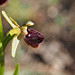 Orchidée Ophrys par gilbertlieval - La Tour d'Aigues 84240 Vaucluse Provence France