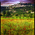 champs de coquelicots devant Lacoste by Patrick Bombaert - Lacoste 84480 Vaucluse Provence France