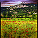 champs de coquelicots devant Lacoste par Patrick Bombaert - Lacoste 84480 Vaucluse Provence France