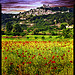 champs de coquelicots devant Lacoste by Patrick Bombaert - Lacoste 84480 Vaucluse Provence France