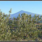 Symboles de la Provence : Olivier et Mont-Ventoux by Photo-Provence-Passion - Lafare 84190 Vaucluse Provence France